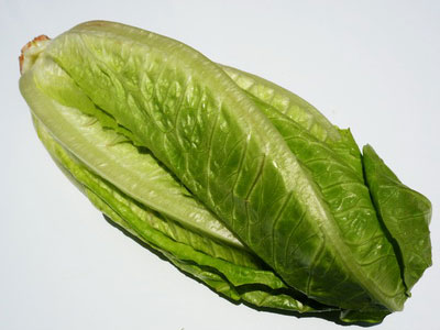 罗马生菜