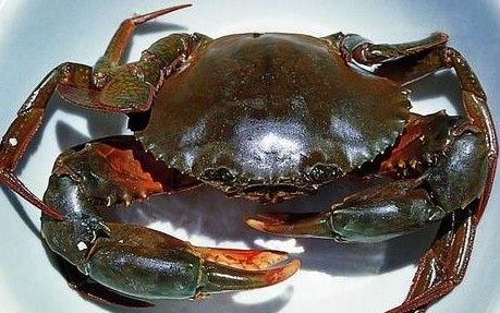 青蟹